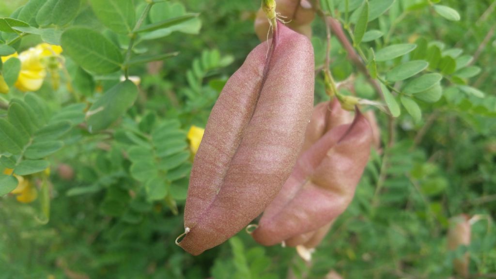Colutea arborescens (Fabaceae)